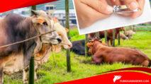PUNGGAWANEWS.COM IDULADHA scaled | PUNGGAWA NEWS