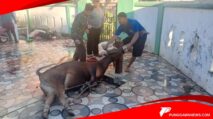 Suasana Saat Pemotongan Hewan Qurban di Pelataran Masjid Agung Nujumul Ittihad Sinjai