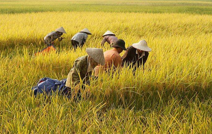 Google Kucurkan Rp56 Miliar untuk Dukung AI Pertanian di Asia Tenggara 2 255e979ec6e77a5a9ef4607c45c14ee4 | PUNGGAWA NEWS