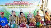 Bupati Sinjai Lepas Ekspor Semangka ke NTT dan NTB 12 PANEN PERDANA SEMANGKA | PUNGGAWA NEWS