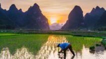 rice cultivation rice fields english farmers agriculture | PUNGGAWA NEWS