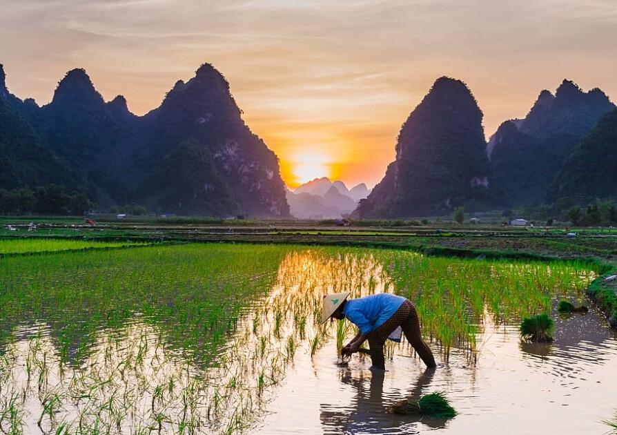Google Kucurkan Rp56 Miliar untuk Dukung AI Pertanian di Asia Tenggara 1 rice cultivation rice fields english farmers agriculture | PUNGGAWA NEWS