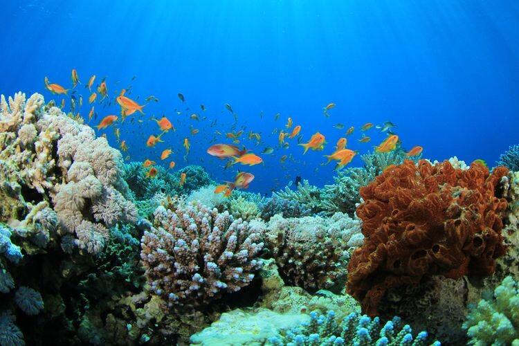Dari Pulau Sembilan Sinjai, Ridha Alamsyah Dorong Transplantasi Karang untuk Menopang Ekonomi Biru 2 60a233a60f224 | PUNGGAWA NEWS