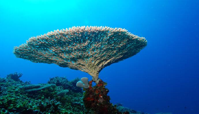 Dari Pulau Sembilan Sinjai, Ridha Alamsyah Dorong Transplantasi Karang untuk Menopang Ekonomi Biru 3 941080676e2edd0f1c938de0c3410e214a389492 | PUNGGAWA NEWS