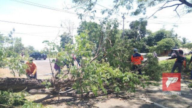 PUNGGAWA NEWS IMAGE 4 3 | PUNGGAWA NEWS
