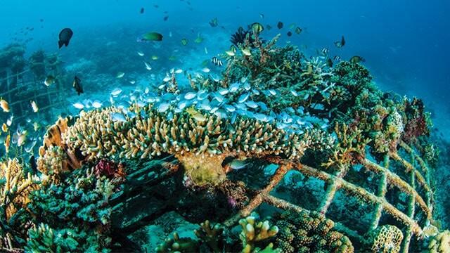 Dari Pulau Sembilan Sinjai, Ridha Alamsyah Dorong Transplantasi Karang untuk Menopang Ekonomi Biru 4 Pemulihan Ekonomi Bali Melalui Restorasi Terumbu Karang Skala Besar 3 min | PUNGGAWA NEWS