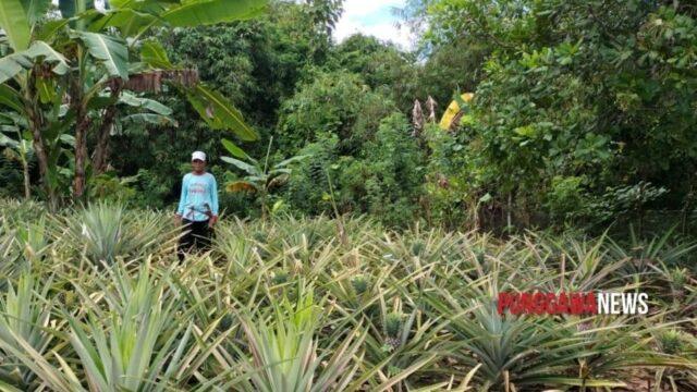 Salinan PUNGGAWANEWSIMAGE 20251028 180247 0000 | PUNGGAWA NEWS