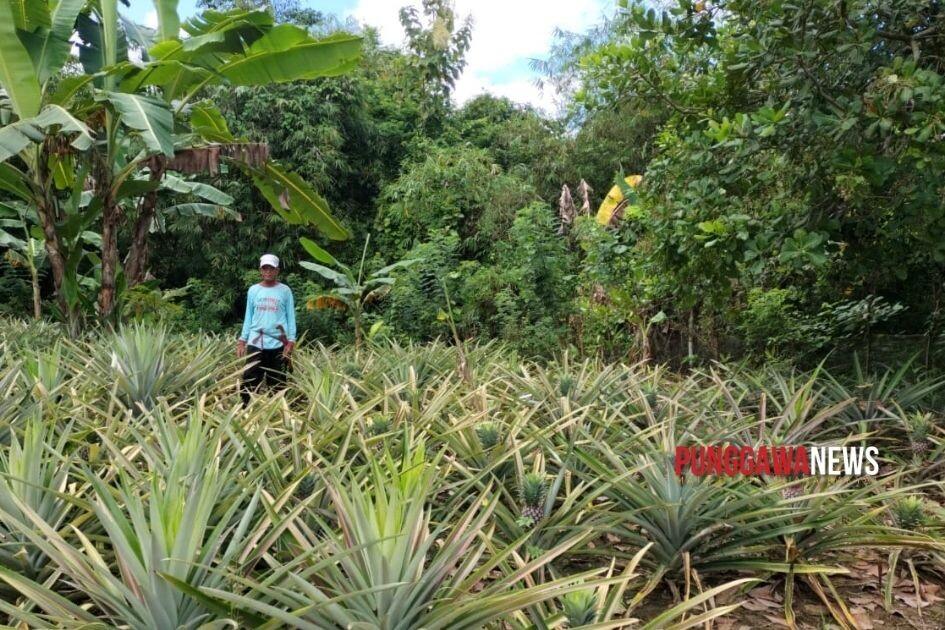 Sulsel Genjot Produksi Nanas, Sinergi Pemerintah dan Petani Dorong Ekonomi Lokal 1 Salinan PUNGGAWANEWSIMAGE 20251028 180247 0000 | PUNGGAWA NEWS